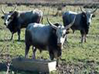 parco_della_maremma